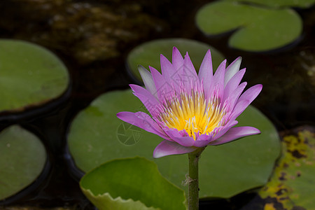 湖边的紫水百合季节荷花花瓣植物卡片明信片公园异国花园反射图片