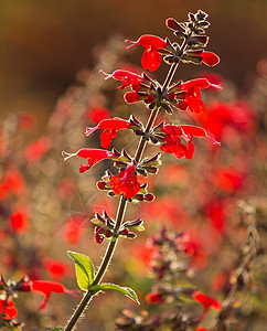 红花植物生长荒野季节性阳光花瓣植物群宏观红色季节图片