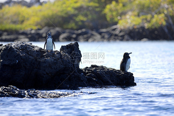 加拉帕戈斯企鹅荒野翅膀海洋观鸟好奇心野生动物国家羽毛蹼状公园图片
