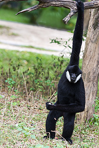 白色黑猩猩猩猩俘虏原始人绿色黑色长臂猿猿猴丛林少年背景图片