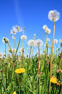 夏季田地的花朵图片