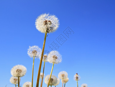 蓝色背景上的白花色叶子草地植物场景种子飞行柔软度植物学自由生活图片