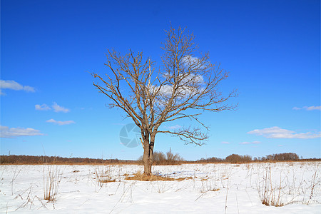 田地上的小橡木药品痕迹桦木海滩天空木头旅行田园雪堆假期图片