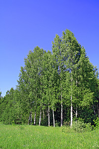 烧木柴衬套叶子土地木头树干生活野生动物桦木树林城市图片