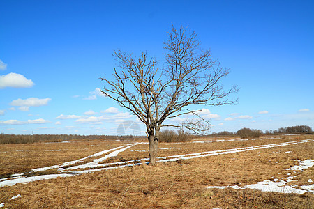 田野雪路寒意季节草本植物环境分支机构阴影天空衬套草地图片