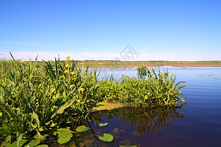 大湖上的黄色花朵多叶太阳宏观森林叶子绿色草本植物圆形浮萍图片