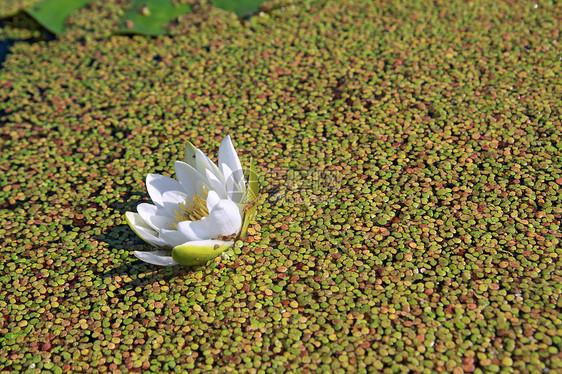 沼泽鸭草中含水的百合两栖花瓣公园树叶湿地植物动物软垫藻类芦苇图片