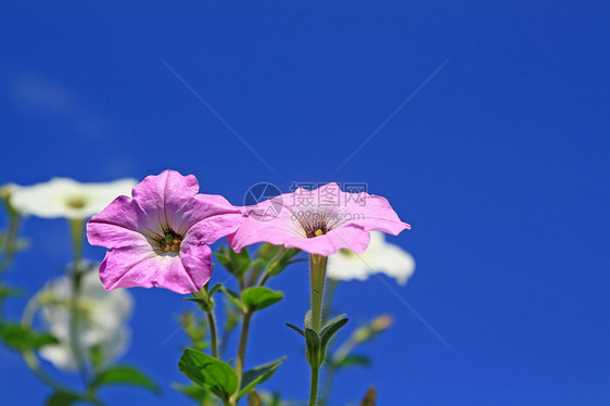 蓝色背景的夏花花宏观植物学礼物花瓣叶子花园菊花生长植物天空图片