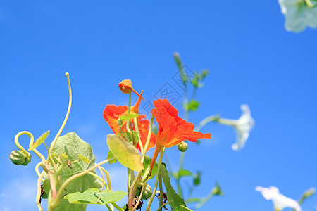 蓝色背景的夏花花美丽花粉菊花阳光植物叶子宏观植物学生长天空图片