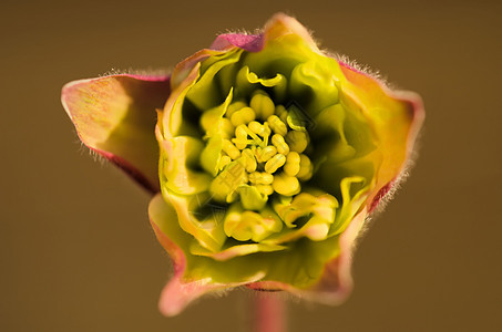 黄色的花朵季节宏观粉色花园花瓣植物白色天鹅绒红色季节性图片