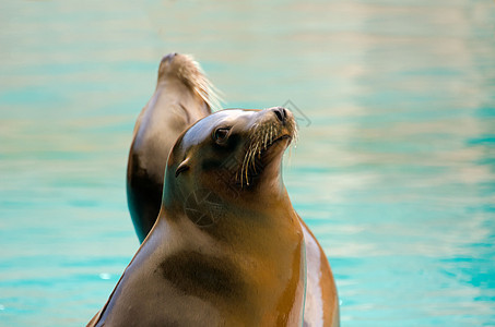海狮生态野生动物海豹海洋游泳荒野动物动物园哺乳动物生活图片