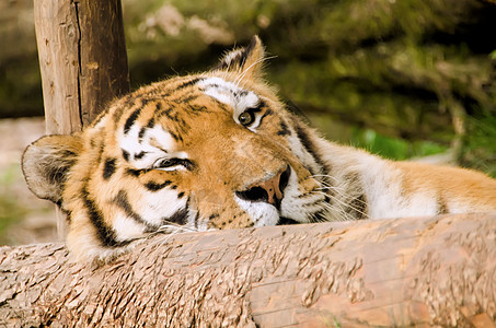 老虎动物猎人捕食者哺乳动物打猎愤怒荒野猫科眼睛条纹图片
