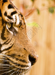 老虎侵略捕食者条纹动物园哺乳动物橙子打猎危险猫科野生动物图片