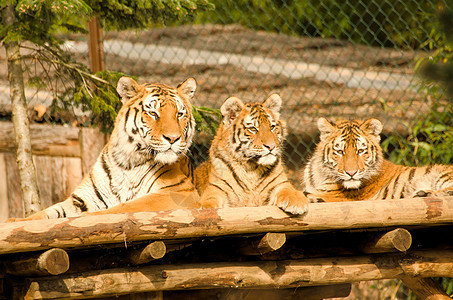 老虎们猎人食肉橙子打猎荒野唾液捕食者毛皮动物园眼睛图片
