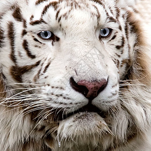 白老虎荒野丛林侵略食肉哺乳动物打猎动物园愤怒野生动物橙子图片