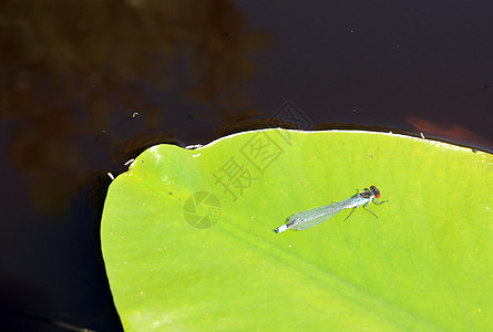 水里百合板上的土地公园荒野蜻蜓沼泽翅膀植物绿地叶子飞行图片