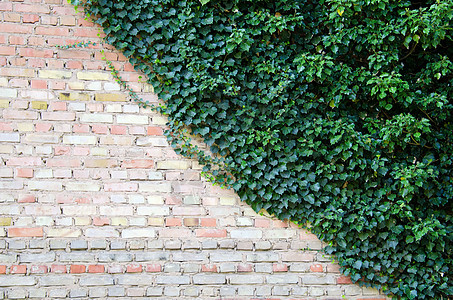砖墙和常春藤建筑花园叶子绿色植被植物学树叶植物房子生长图片