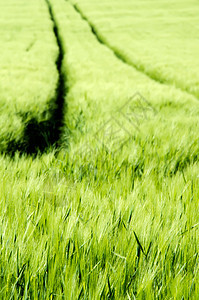 小麦田季节农业食物农场土地场地国家收成谷物乡村图片