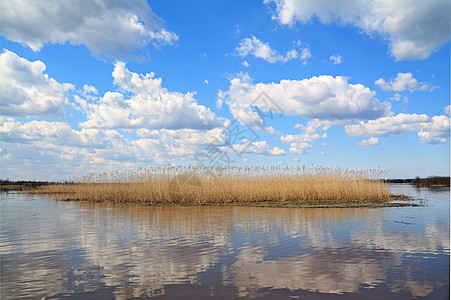 湖上鱼的黄色带蓝色阳光公园芦苇湿地风景场景海浪植物香蒲图片