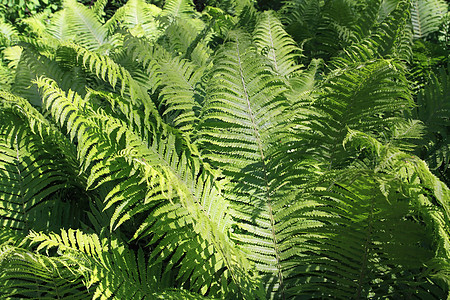 所发食物的床单叶子雨林树木森林蕨类植物孢子金子气候生长图片