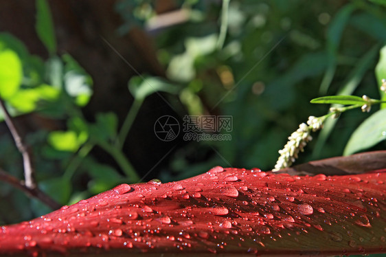 雨滴在红纸上图片