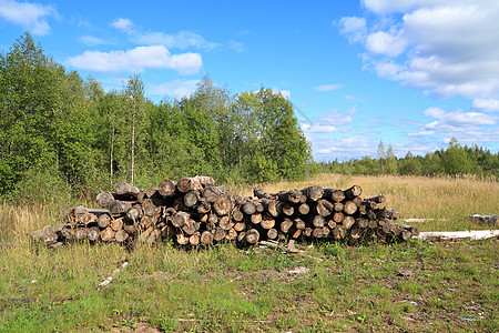 树上的锯木树干戒指木材环境公园树液贮存材料森林资源图片