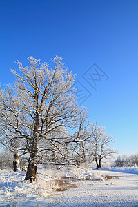 冬季风景脉冲街道桦木石头雪堆天空阴影痕迹木头松树图片