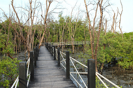 红树林中的木环桥公园环境季节旅行地面木板木头叶子运输植物图片