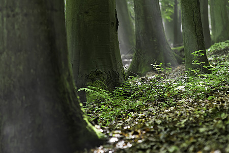 森林林地树叶树木薄雾绿色木头树干图片