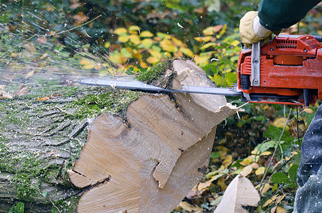 伐木木材树干日志伐木工森林记录器工具林业斧头木头男人图片
