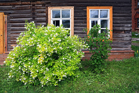 木制建筑墙旁的花丛背景图片