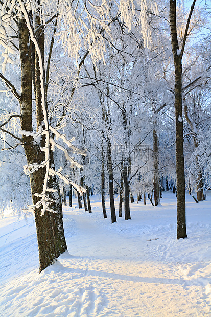 在公园的树上季节雪橇城市全景仙境阳光冰柱粉末天空天际图片