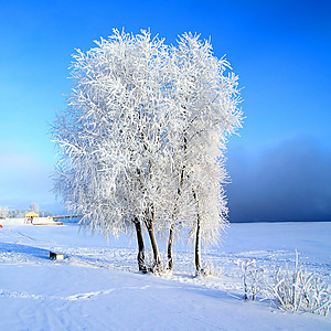 雪树下积雪太阳地平线水晶天际冰柱森林全景仙境下雪蓝色图片