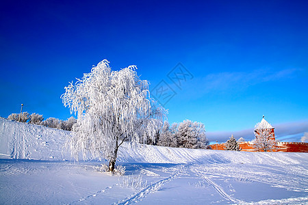 雪树下积雪气象仙境树木雪橇天际堡垒天空全景阳光粉末图片