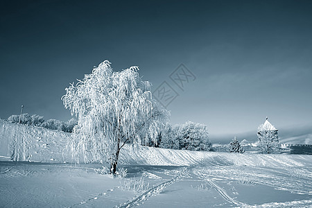 雪树下积雪冰柱天际季节粉末阳光全景森林气象树木雪橇图片