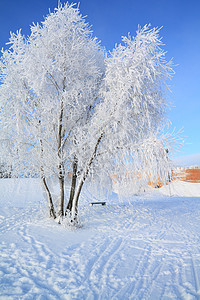 雪树下积雪阳光树木天际全景天空太阳冰柱下雪地平线仙境图片