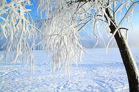 雪树下积雪太阳天空树木季节森林雪橇粉末下雪风景阳光图片