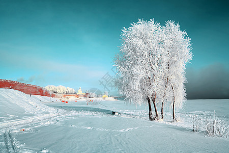 雪树下积雪森林冰柱阳光下雪气象雪橇仙境天气太阳天际图片