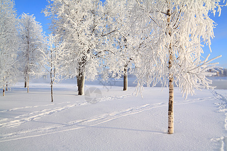 雪树下积雪全景雪橇天气森林仙境水晶阳光天空天际季节图片