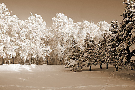 在公园的树上冰柱气象阳光雪橇天际仙境下雪树木粉末全景图片