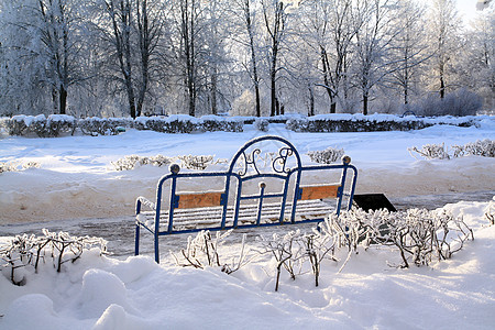 冬季公园装饰板桌子人行道城市打印树木寂寞紫色季节松树图片