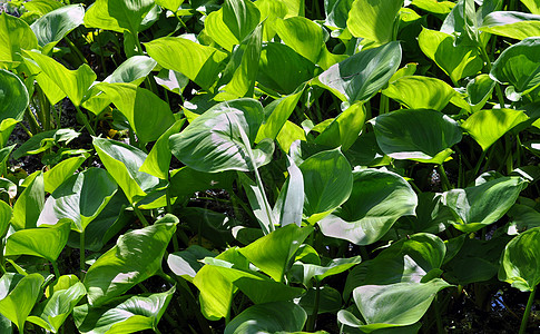 Calla 酸盐生活水池沼泽池塘叶子植物学树叶环境装饰品植物图片