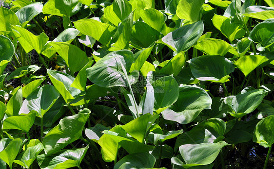 Calla 酸盐生活水池沼泽池塘叶子植物学树叶环境装饰品植物图片