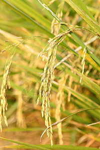 日落前泰国稻田大米的涨价生长季节农村场地生产植物学稻草农场培育农田图片