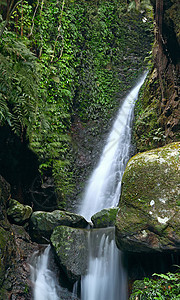 深森林瀑布假期生长墙纸公园溪流叶子热带异国环境照片图片