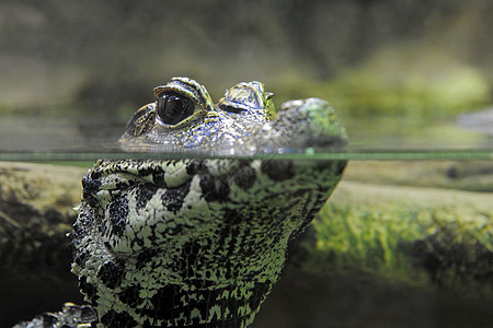 caiman 子天体背景图片