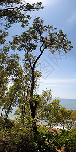树木叶子天空水平环境阳光海洋太阳树叶绿色森林图片