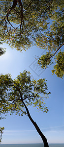 树木树叶太阳晴天阳光水平叶子绿色环境天空森林图片