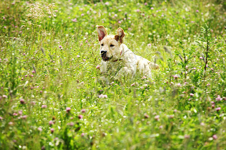 在草地上玩狗宠物牧羊人猫科动物犬类奶油幸福猎犬花园朋友们毛皮图片