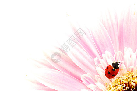 粉红色花朵上的拉虫太阳甲虫蓝色花瓣天空生态植物花园环境雏菊图片
